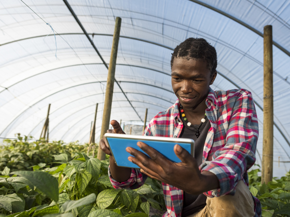 Young African man check tablet in greenhouse