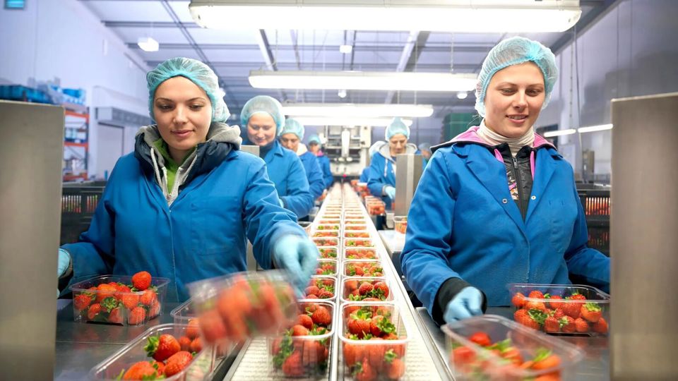 Two women with punnets of strawberries on a production line 