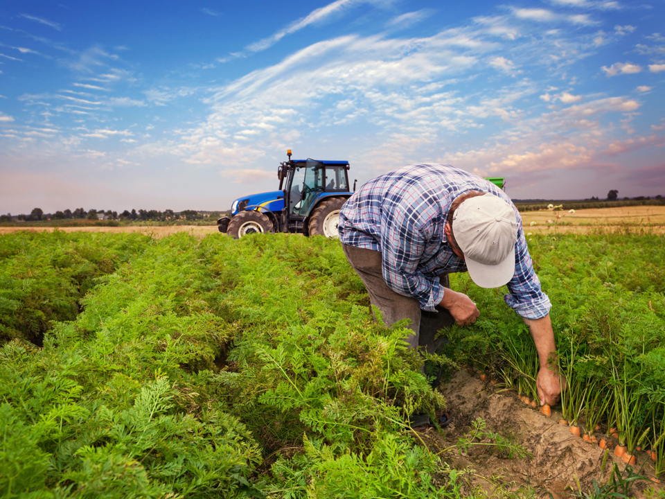 Farm worker picking carrots