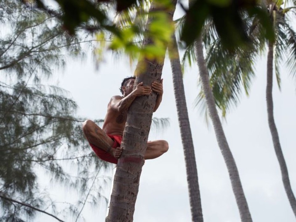Person climbing coconut tree